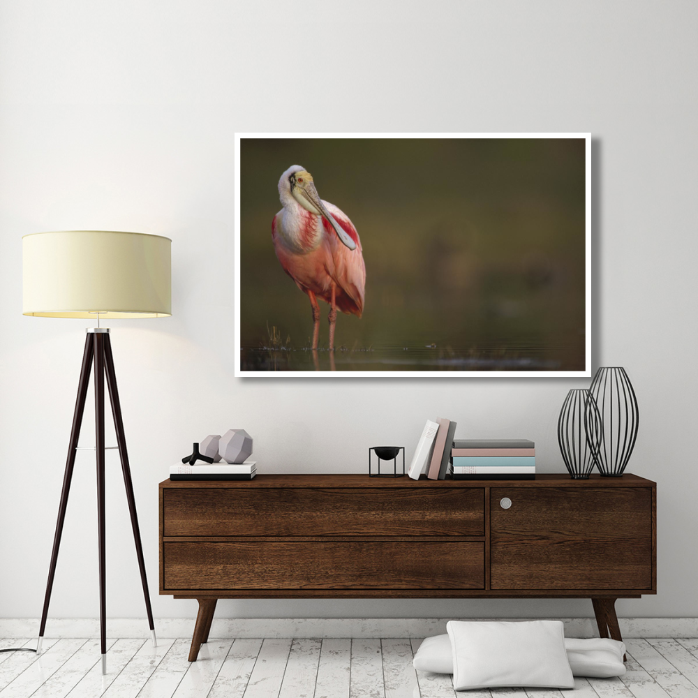 Roseate Spoonbill adult in breeding plumage, North America-Paper Art-62&quotx42"