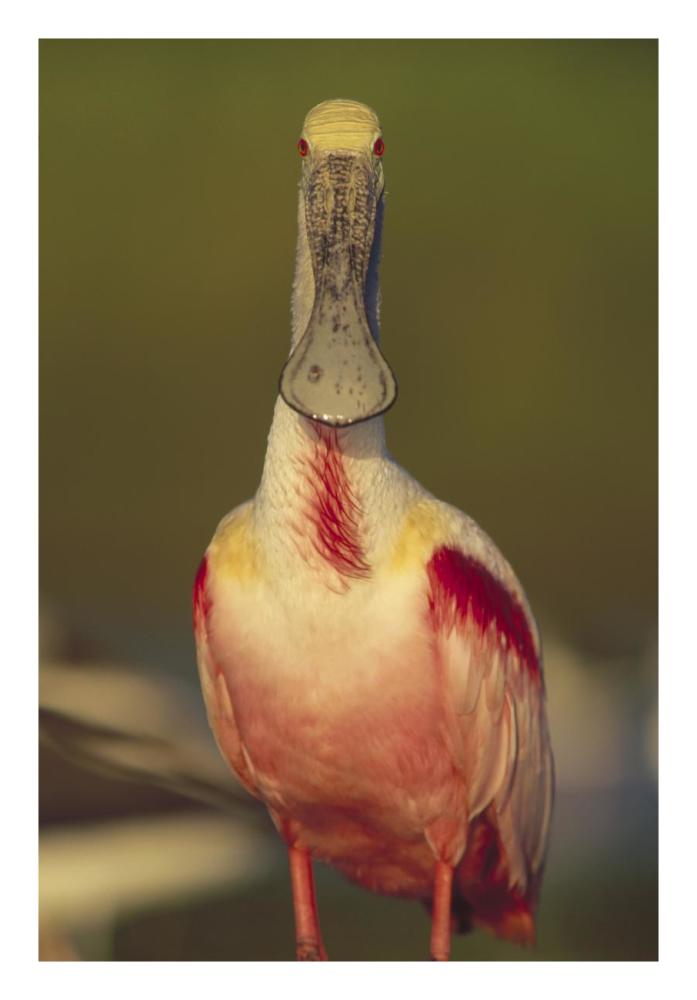 Roseate Spoonbill adult in breeding plumage, North America-Paper Art-18"x26"