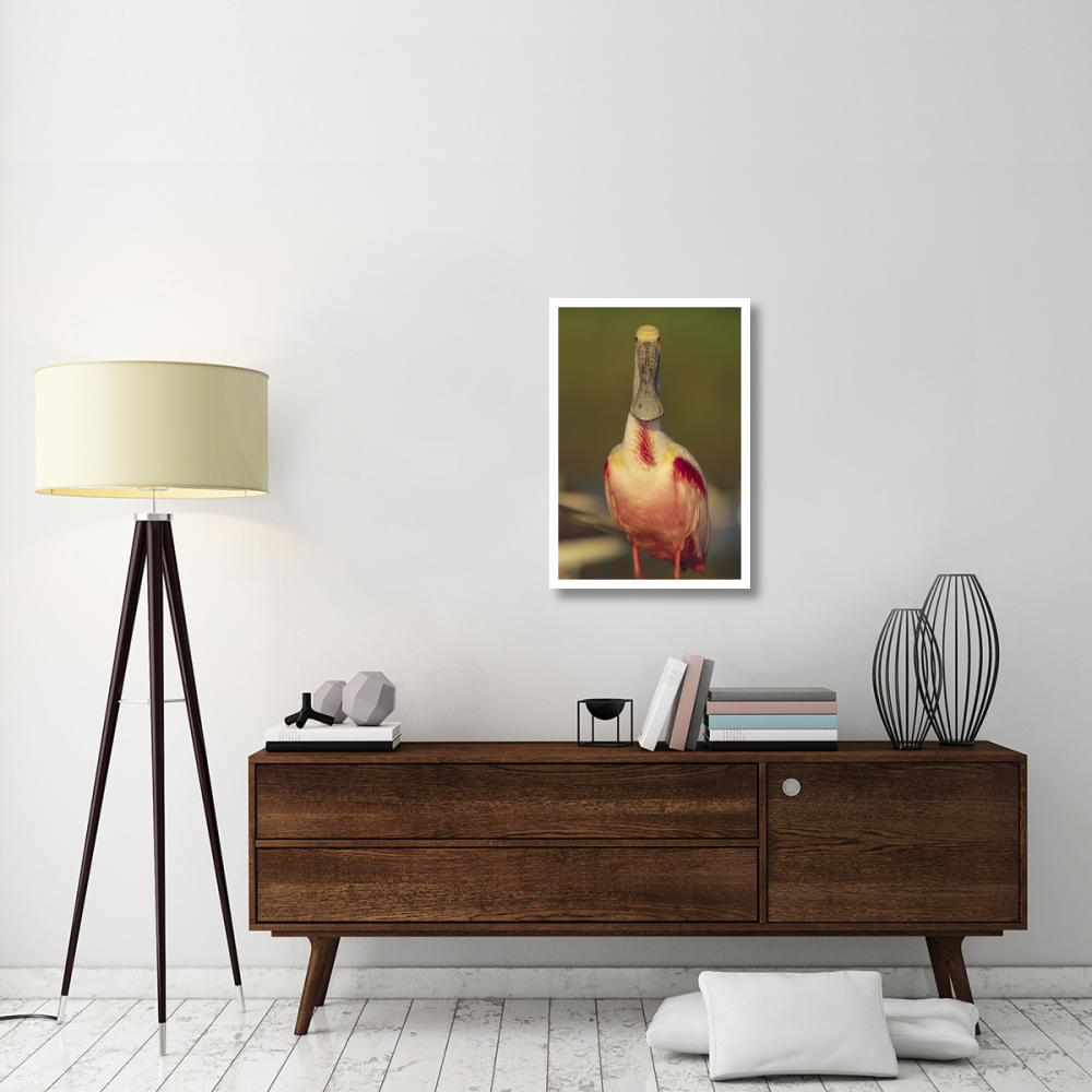 Roseate Spoonbill adult in breeding plumage, North America-Paper Art-22&quotx32"