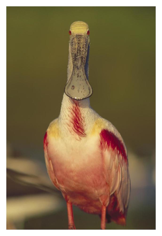 Roseate Spoonbill adult in breeding plumage, North America-Paper Art-26"x38"