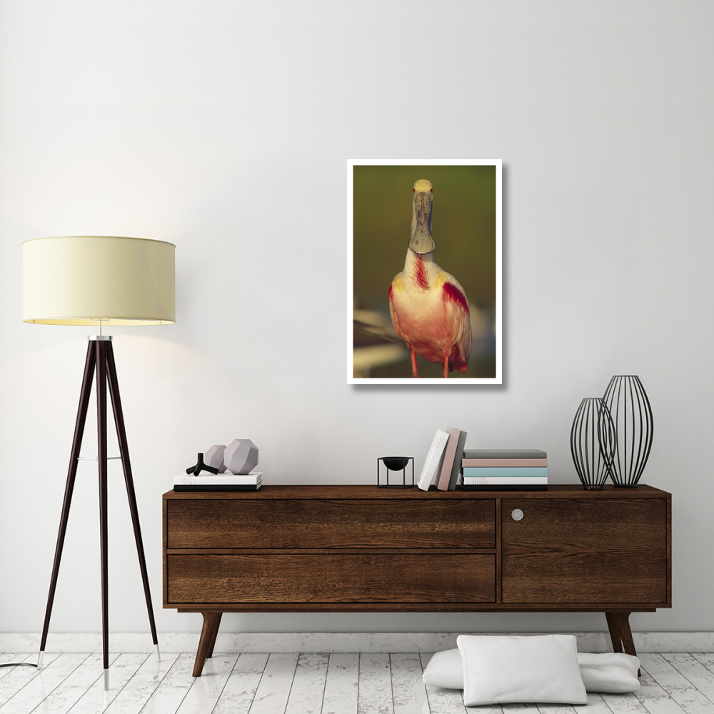 Roseate Spoonbill adult in breeding plumage, North America-Paper Art-26&quotx38"