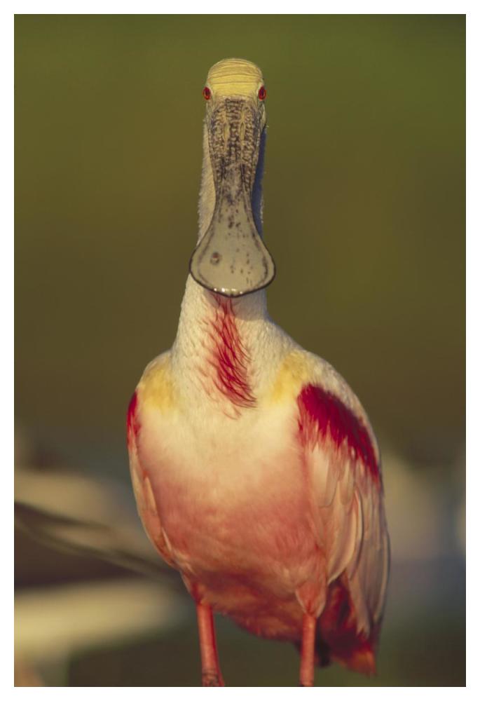 Roseate Spoonbill adult in breeding plumage, North America-Paper Art-34"x50"