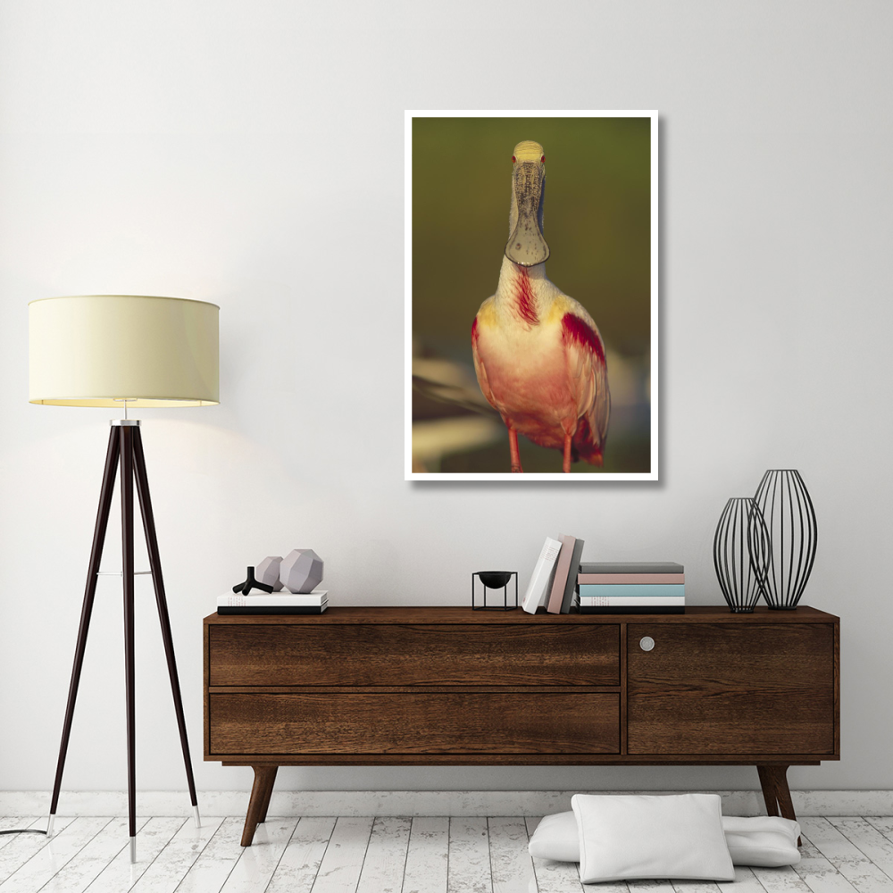 Roseate Spoonbill adult in breeding plumage, North America-Paper Art-34&quotx50"