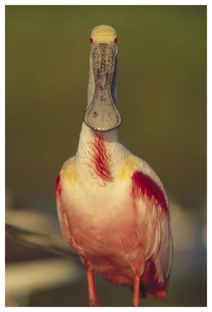 Roseate Spoonbill adult in breeding plumage, North America-Paper Art-42"x62"