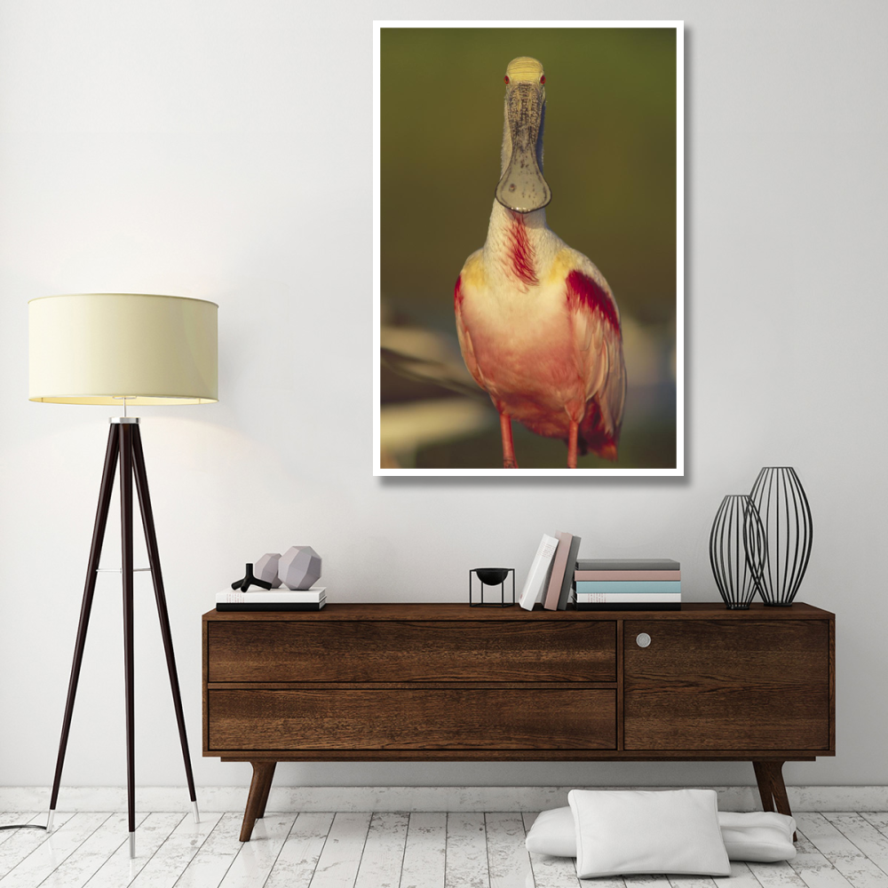Roseate Spoonbill adult in breeding plumage, North America-Paper Art-42&quotx62"