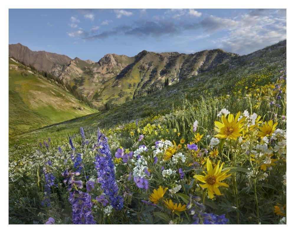 Larkspur and sunflowers, Albion Basin, Wasatch Range, Utah-Paper Art-18"x14"