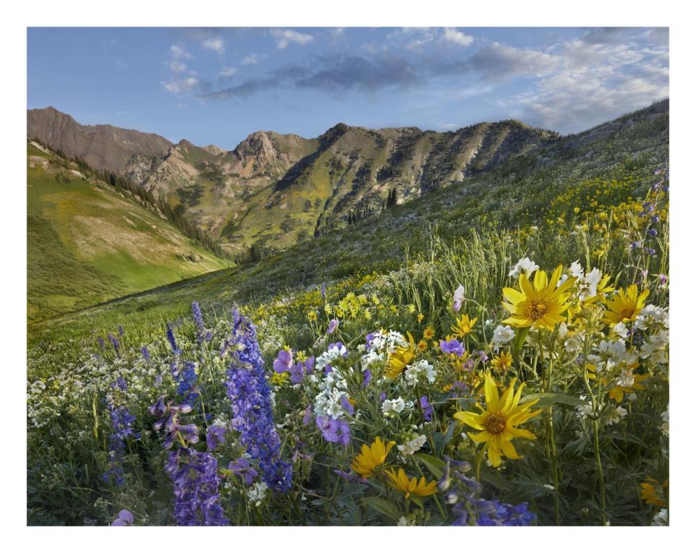 Larkspur and sunflowers, Albion Basin, Wasatch Range, Utah-Paper Art-26"x20"
