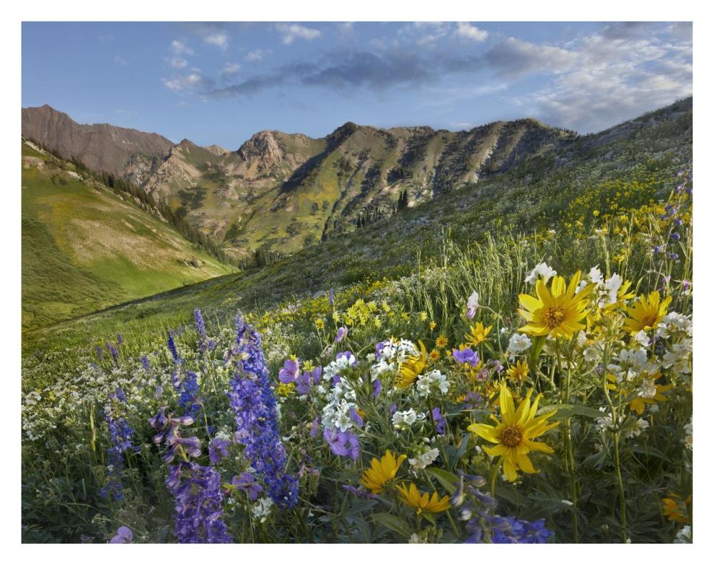 Larkspur and sunflowers, Albion Basin, Wasatch Range, Utah-Paper Art-34"x26"