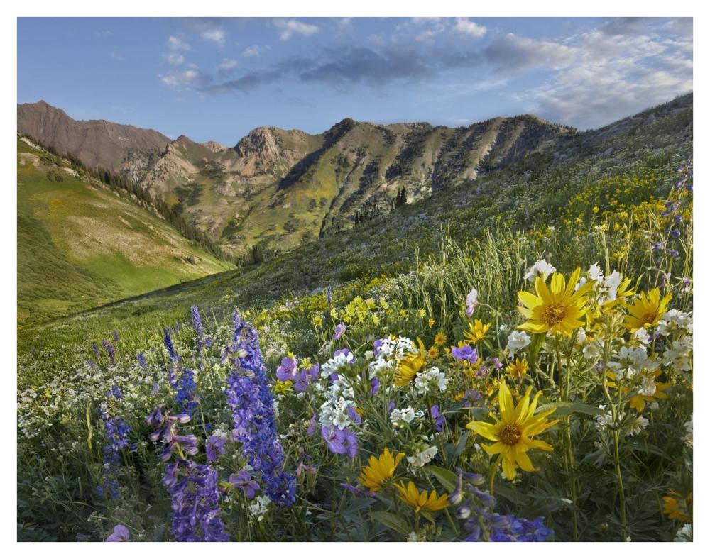 Larkspur and sunflowers, Albion Basin, Wasatch Range, Utah-Paper Art-42"x32"