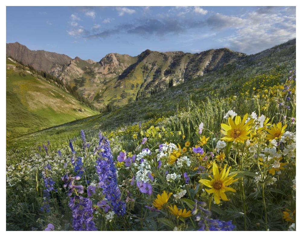 Larkspur and sunflowers, Albion Basin, Wasatch Range, Utah-Paper Art-50"x38"