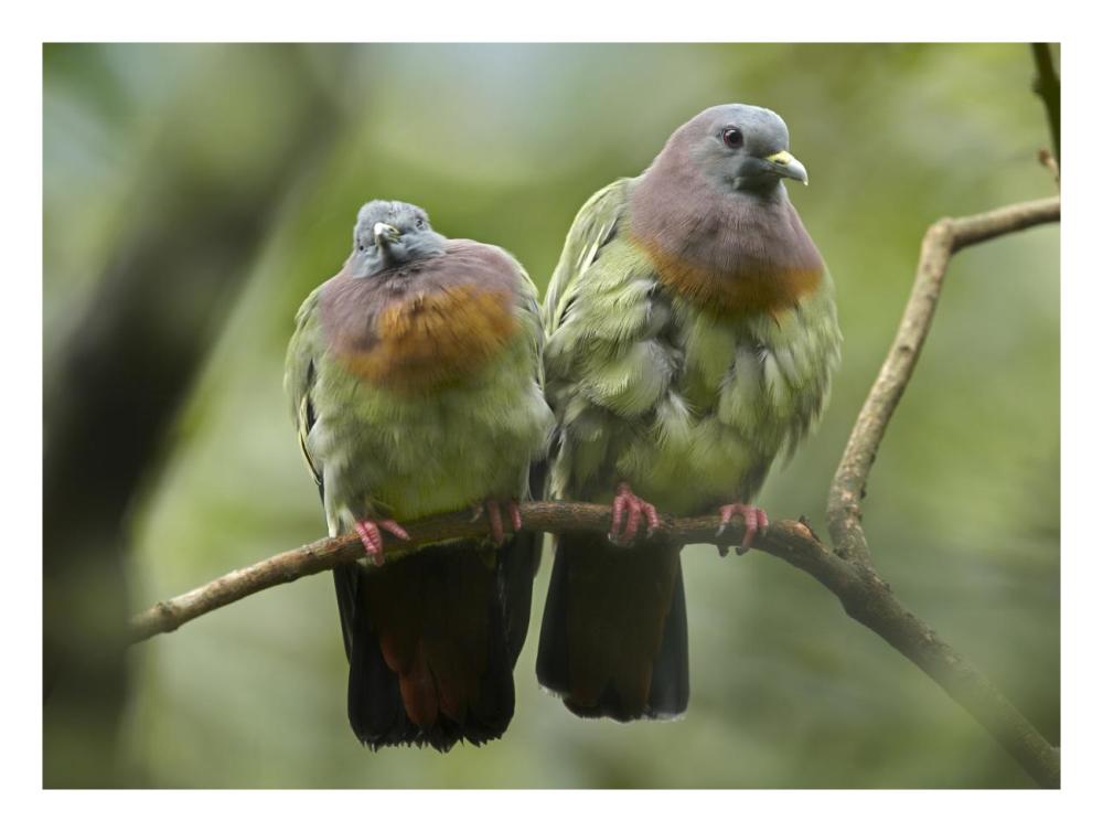 Pink-necked Green-Pigeon pair, Jurong Bird Park, Singapore-Paper Art-26"x20"