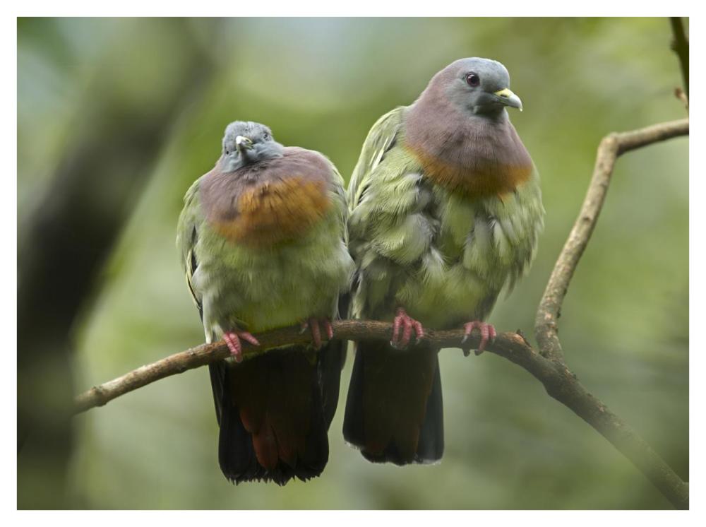 Pink-necked Green-Pigeon pair, Jurong Bird Park, Singapore-Paper Art-42"x32"