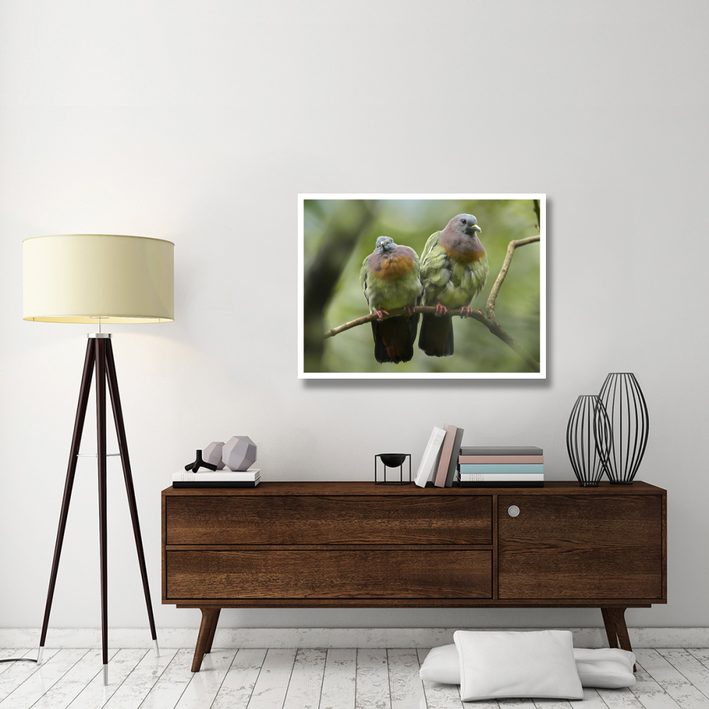 Pink-necked Green-Pigeon pair, Jurong Bird Park, Singapore-Paper Art-42&quotx32"
