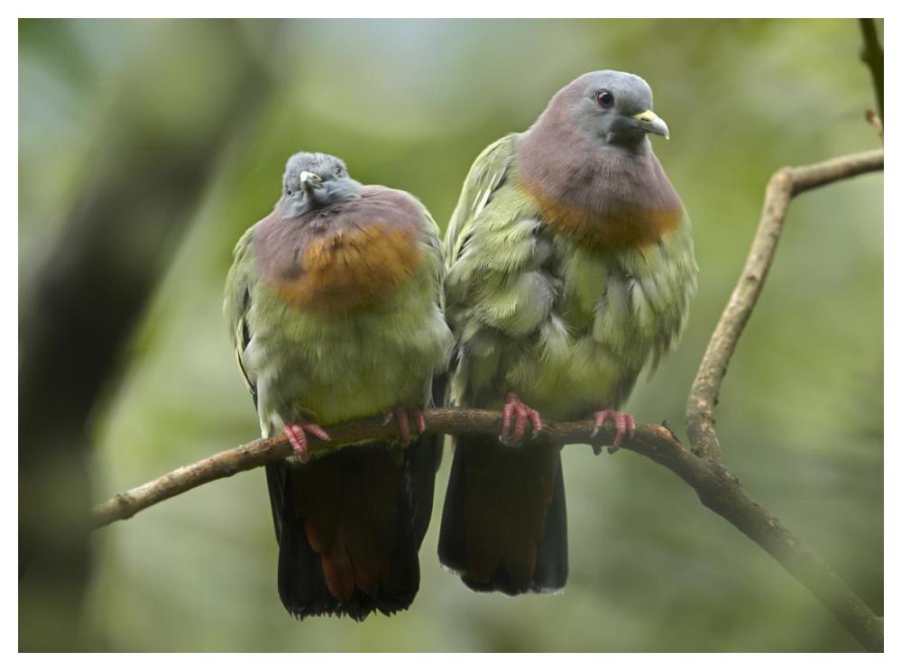 Pink-necked Green-Pigeon pair, Jurong Bird Park, Singapore-Paper Art-50"x38"