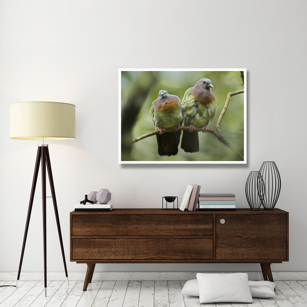 Pink-necked Green-Pigeon pair, Jurong Bird Park, Singapore-Paper Art-50&quotx38"