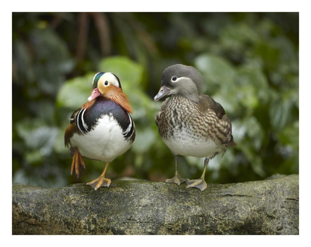 Mandarin Duck male and female, Jurong Bird Park, Singapore-Paper Art-26"x20"