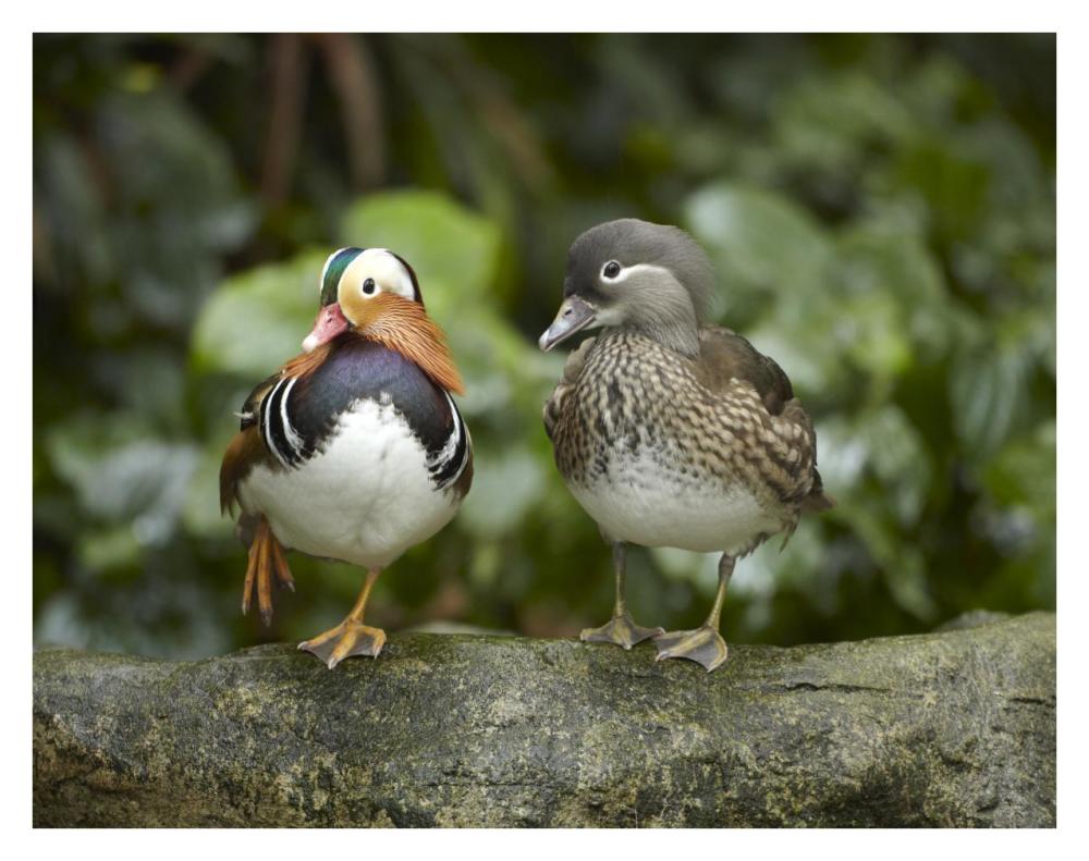 Mandarin Duck male and female, Jurong Bird Park, Singapore-Paper Art-34"x26"
