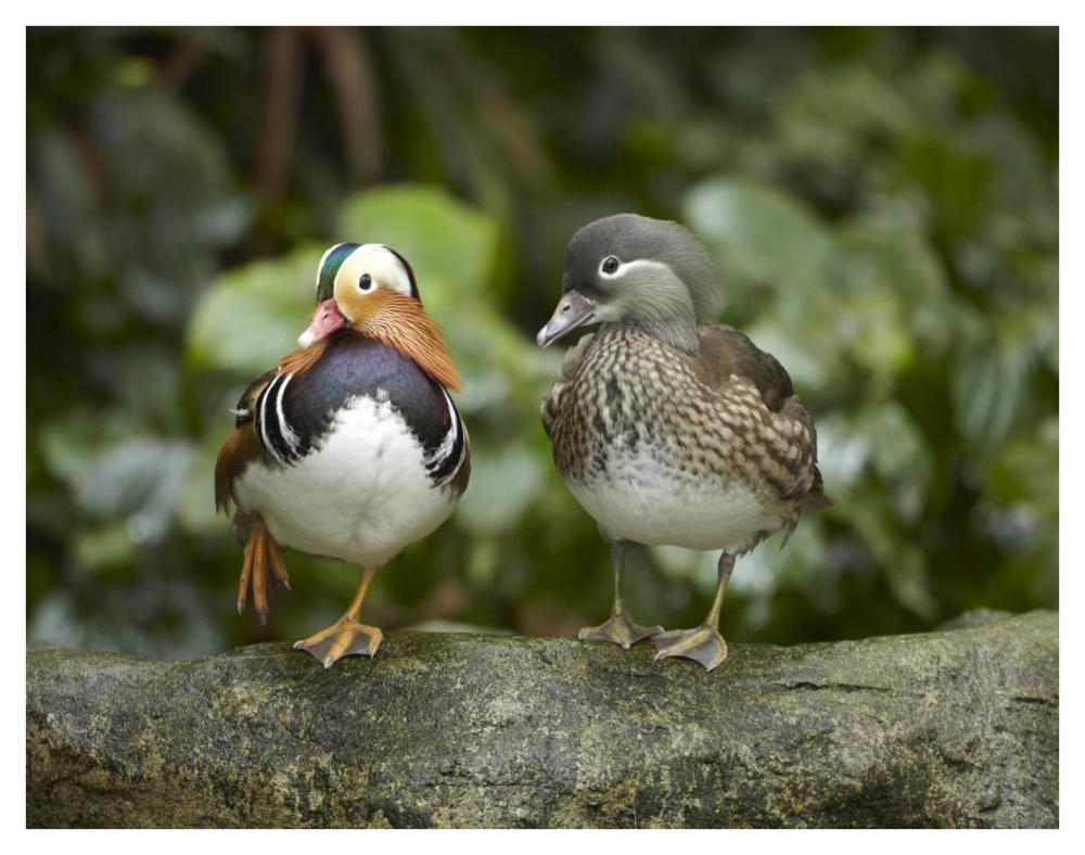 Mandarin Duck male and female, Jurong Bird Park, Singapore-Paper Art-42"x32"