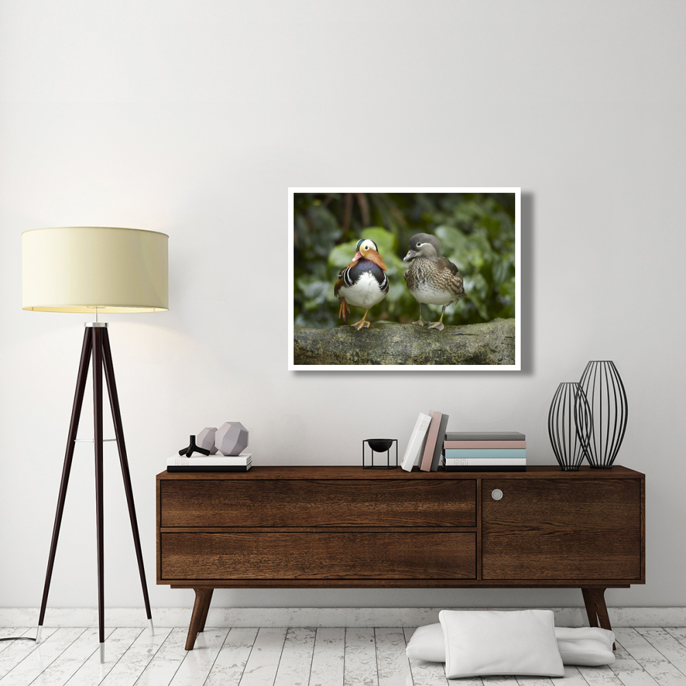 Mandarin Duck male and female, Jurong Bird Park, Singapore-Paper Art-42&quotx32"