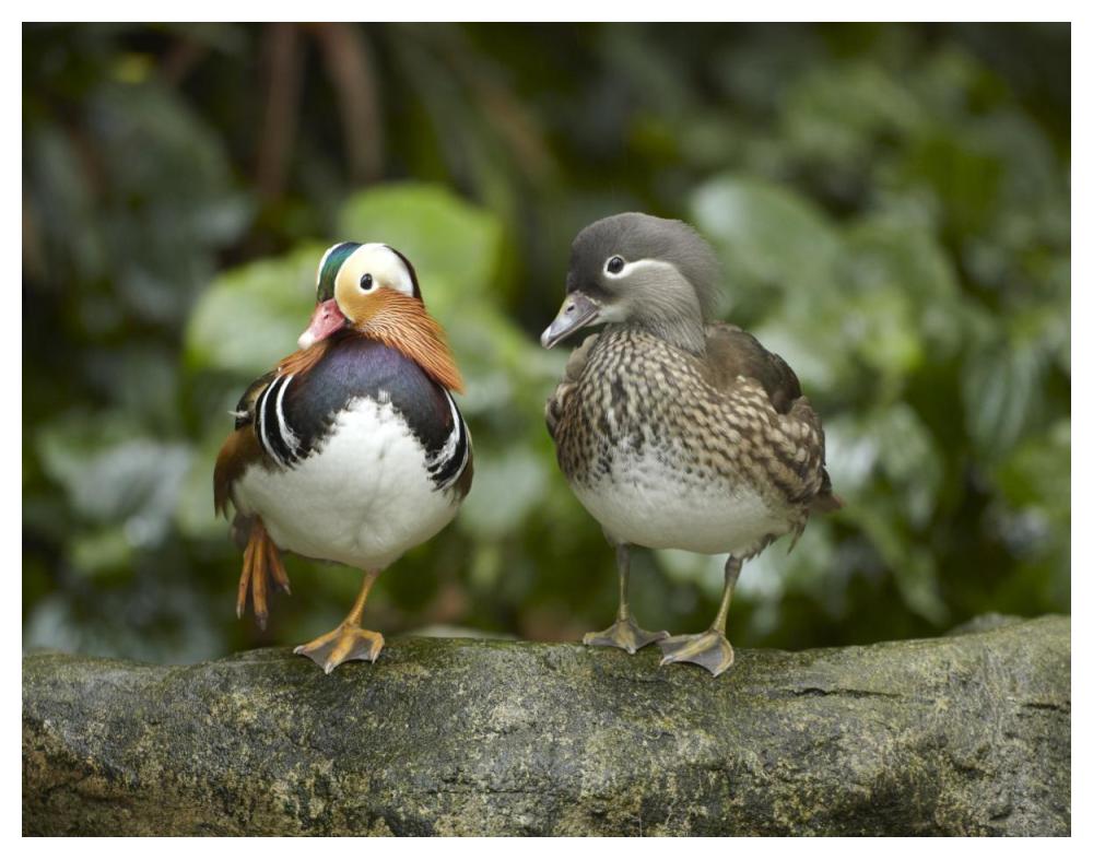 Mandarin Duck male and female, Jurong Bird Park, Singapore-Paper Art-50"x38"
