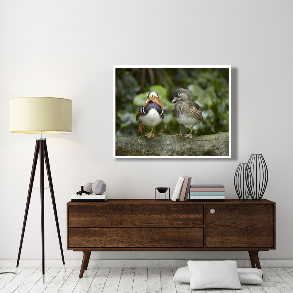 Mandarin Duck male and female, Jurong Bird Park, Singapore-Paper Art-50&quotx38"
