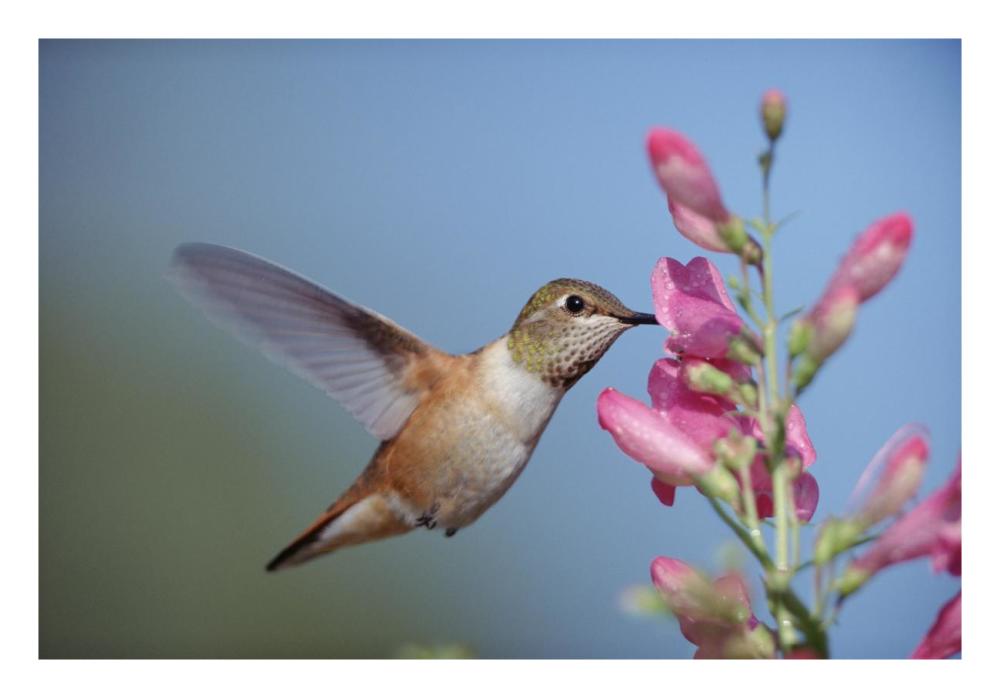 Rufous Hummingbird juvenile feeding on flowers, New Mexico-Paper Art-26"x18"