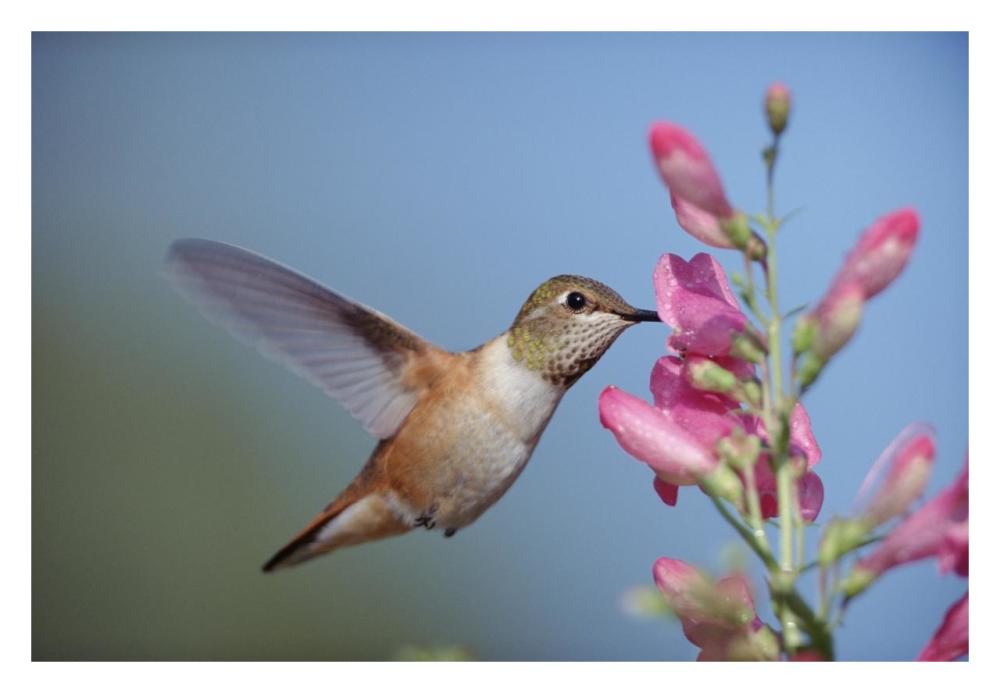 Rufous Hummingbird juvenile feeding on flowers, New Mexico-Paper Art-32"x22"