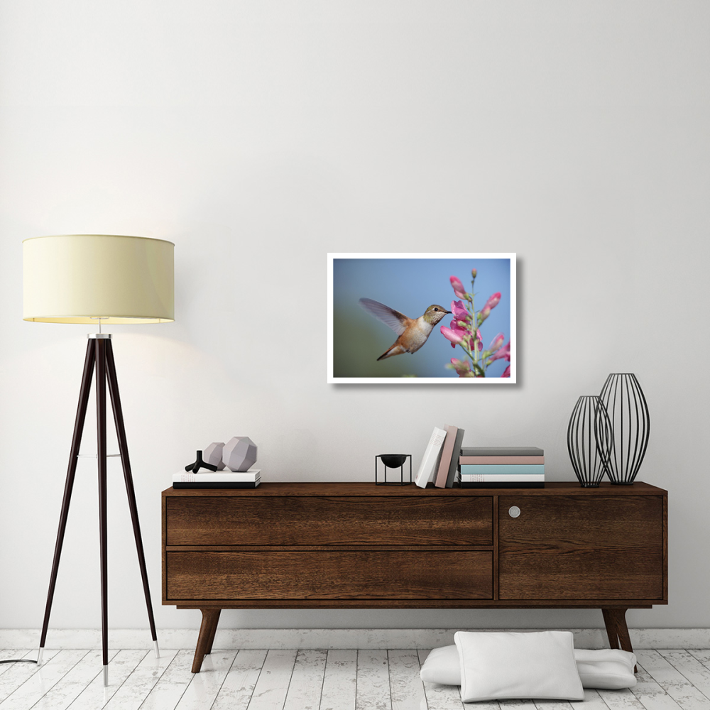 Rufous Hummingbird juvenile feeding on flowers, New Mexico-Paper Art-32&quotx22"