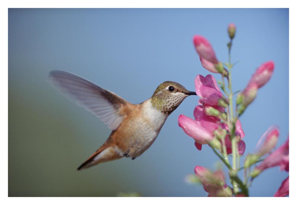 Rufous Hummingbird juvenile feeding on flowers, New Mexico-Paper Art-38"x26"