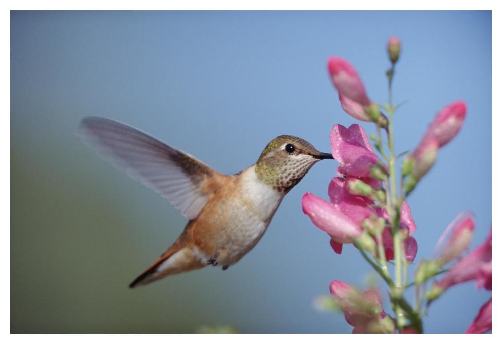 Rufous Hummingbird juvenile feeding on flowers, New Mexico-Paper Art-50"x34"