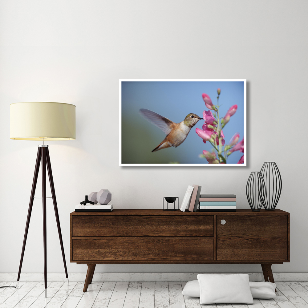 Rufous Hummingbird juvenile feeding on flowers, New Mexico-Paper Art-50&quotx34"