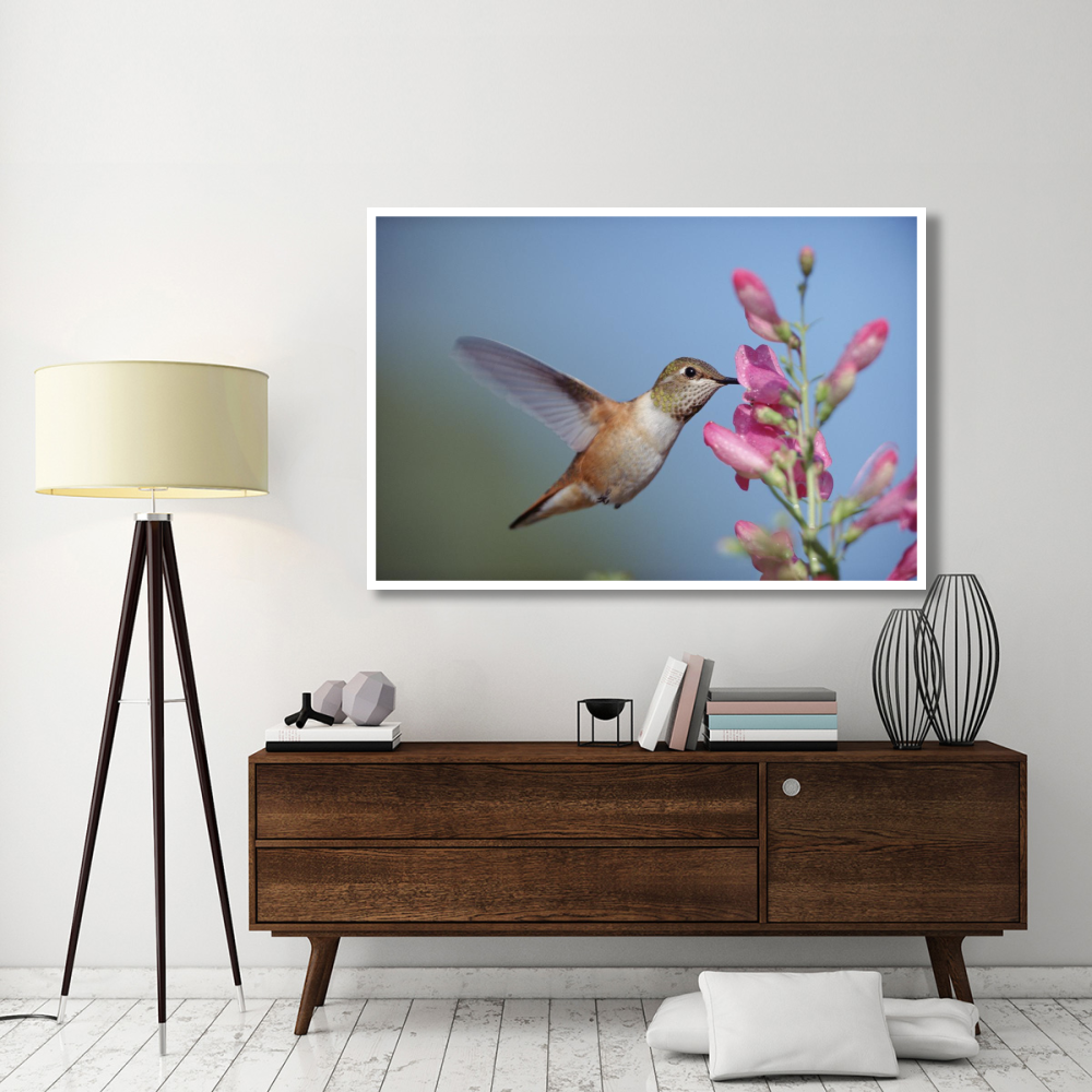 Rufous Hummingbird juvenile feeding on flowers, New Mexico-Paper Art-62&quotx42"