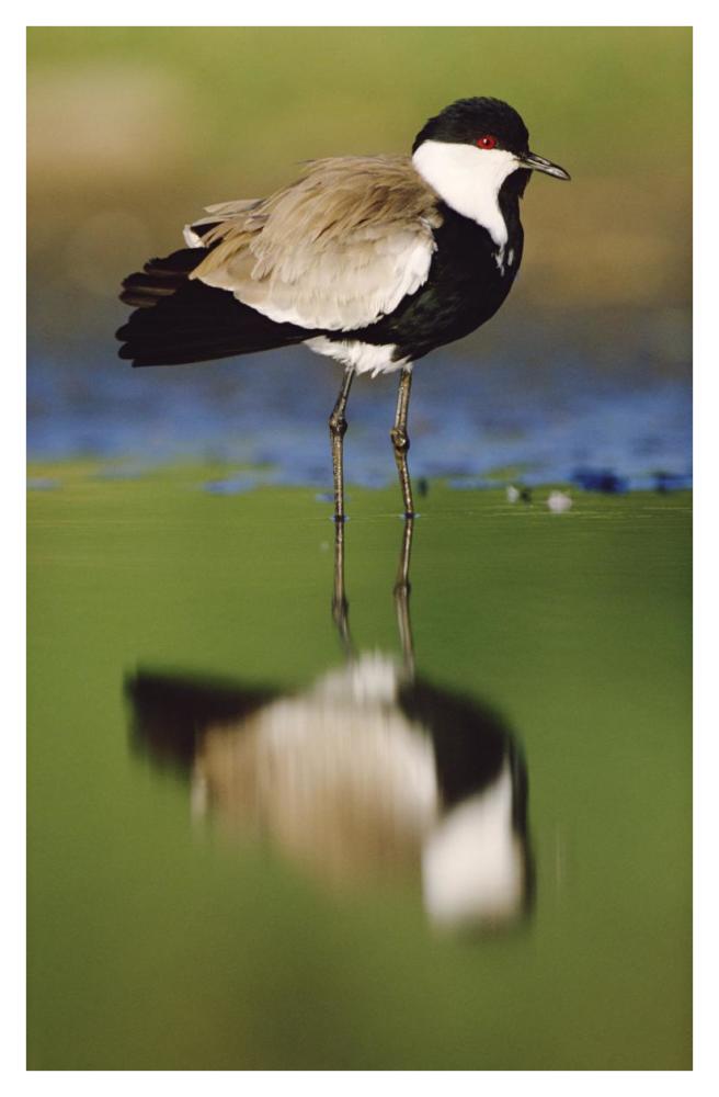 Spur-winged Plover with its reflection at waterhole, Kenya-Paper Art-27.6"x42"