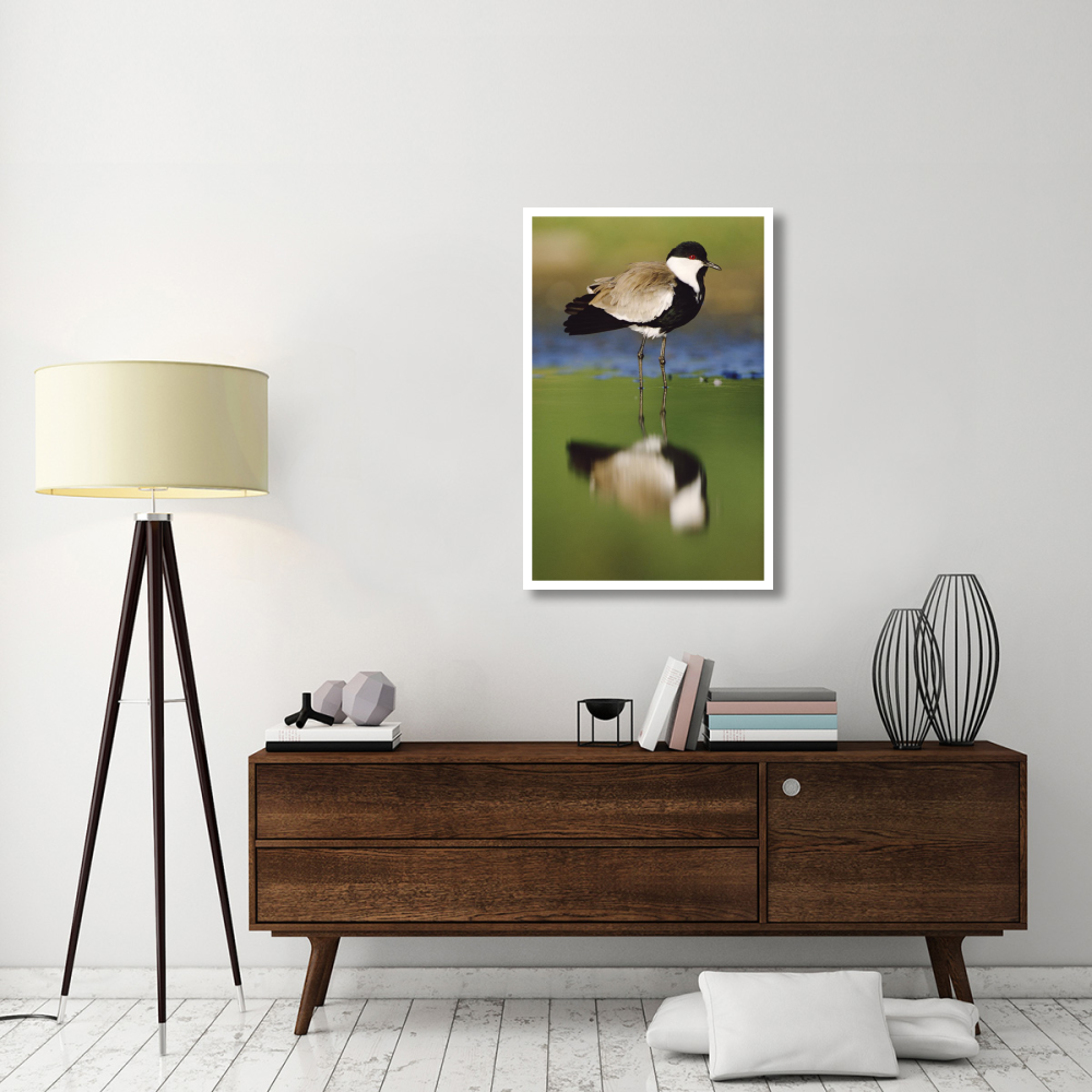 Spur-winged Plover with its reflection at waterhole, Kenya-Paper Art-27.6&quotx42"