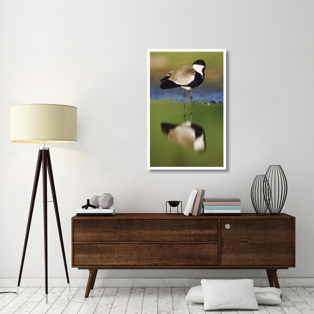 Spur-winged Plover with its reflection at waterhole, Kenya-Paper Art-30.16&quotx46"