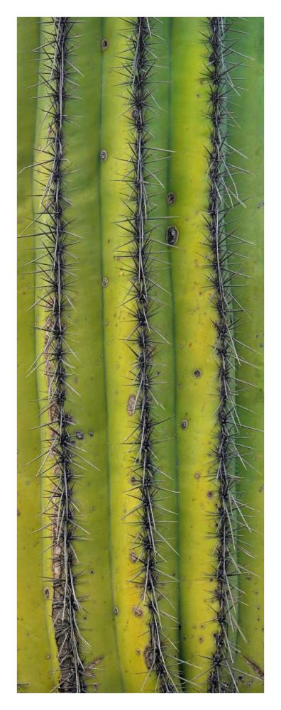 Saguaro cactus close up of trunk and spines, North America-Paper Art-16.8"x42"