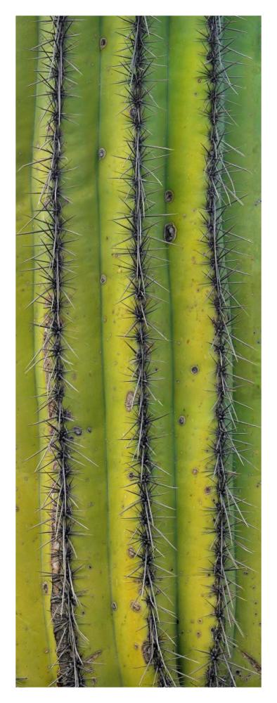 Saguaro cactus close up of trunk and spines, North America-Paper Art-18.28"x46"