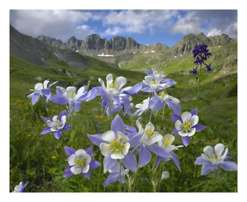 Colorado Blue Columbine meadow at American Basin, Colorado-Paper Art-26"x22"