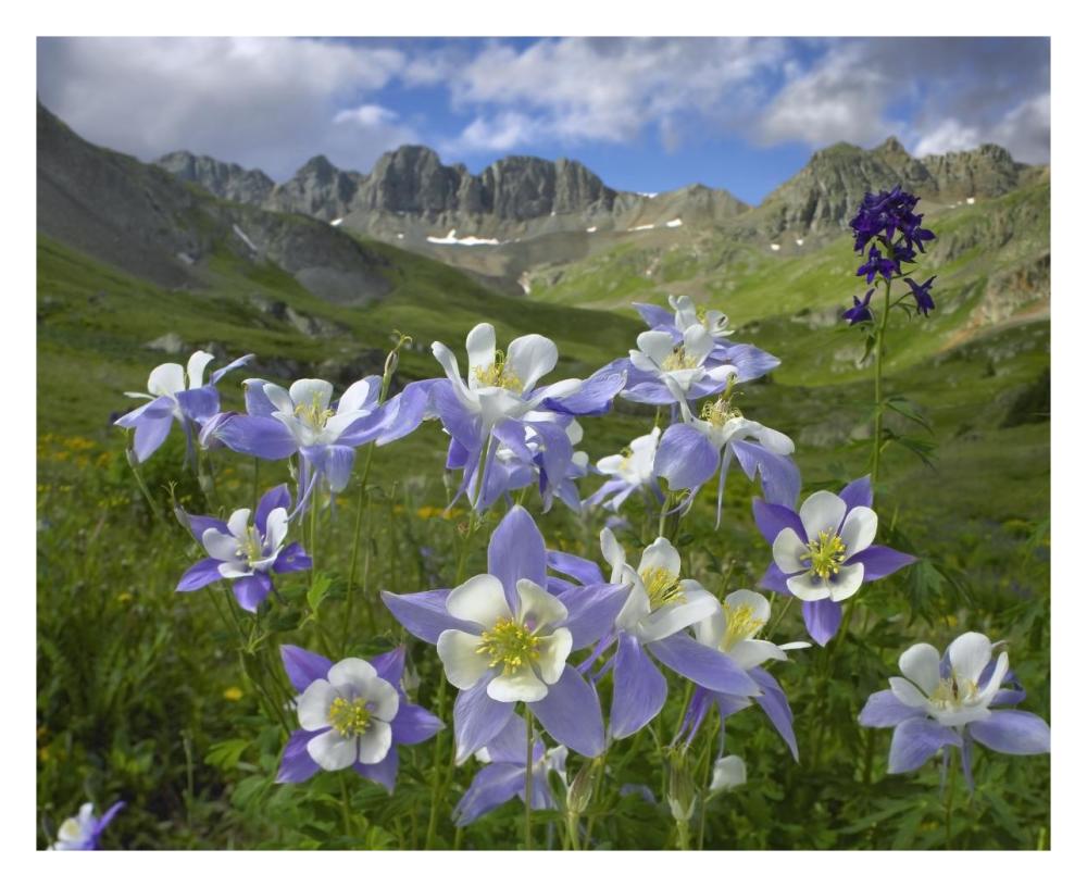 Colorado Blue Columbine meadow at American Basin, Colorado-Paper Art-30"x24"