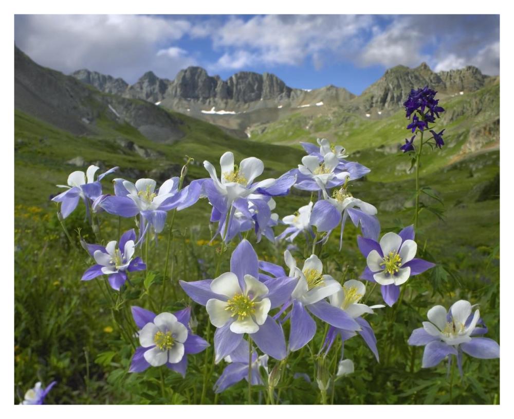 Colorado Blue Columbine meadow at American Basin, Colorado-Paper Art-37"x30"