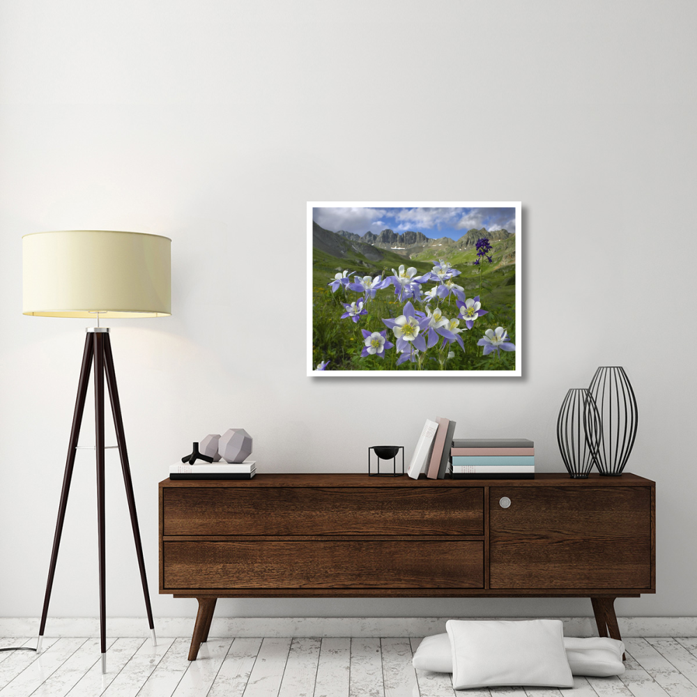 Colorado Blue Columbine meadow at American Basin, Colorado-Paper Art-37&quotx30"