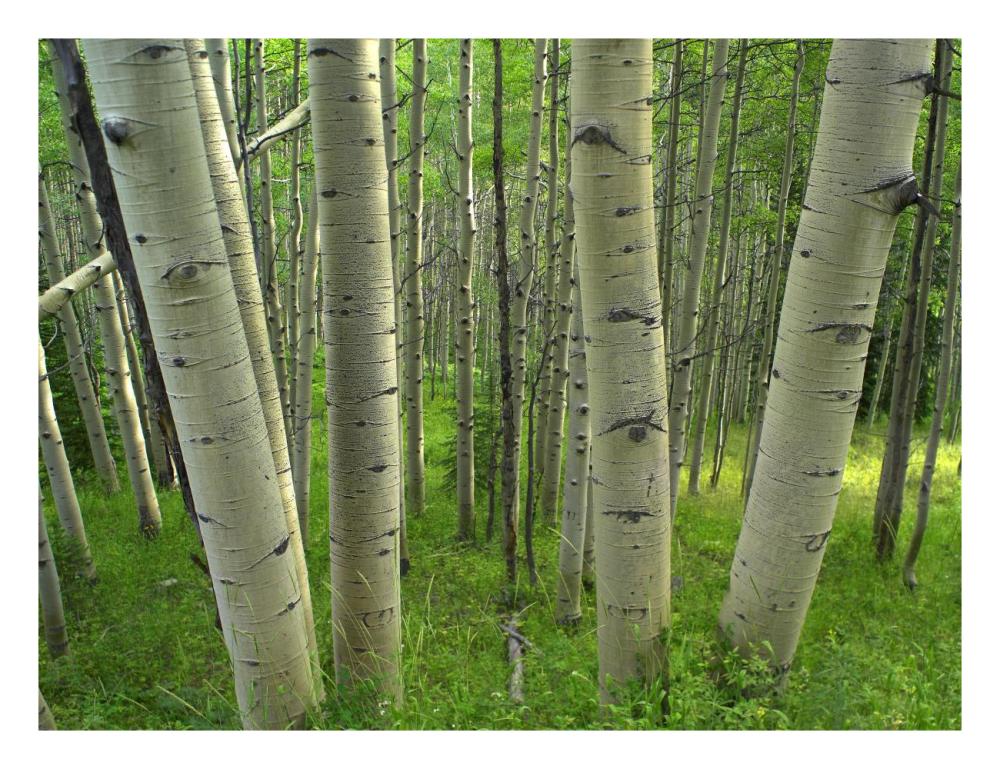 Aspen forest in spring, Gunnison National Forest, Colorado-Paper Art-26"x20"