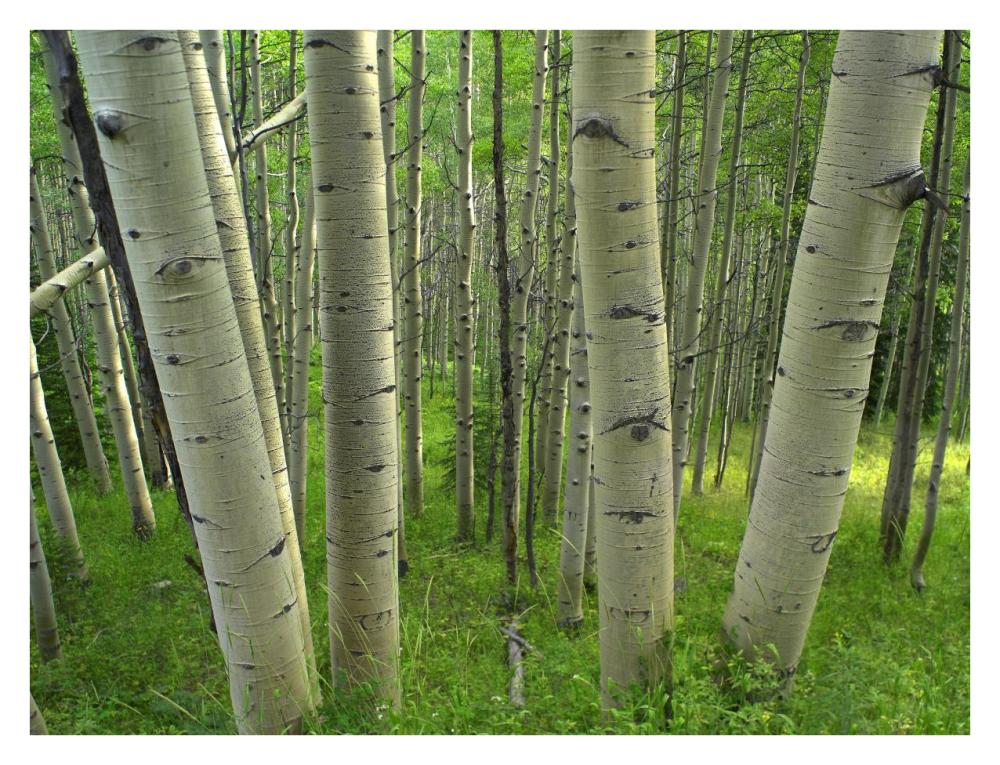 Aspen forest in spring, Gunnison National Forest, Colorado-Paper Art-34"x26"