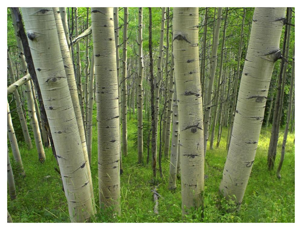 Aspen forest in spring, Gunnison National Forest, Colorado-Paper Art-42"x32"