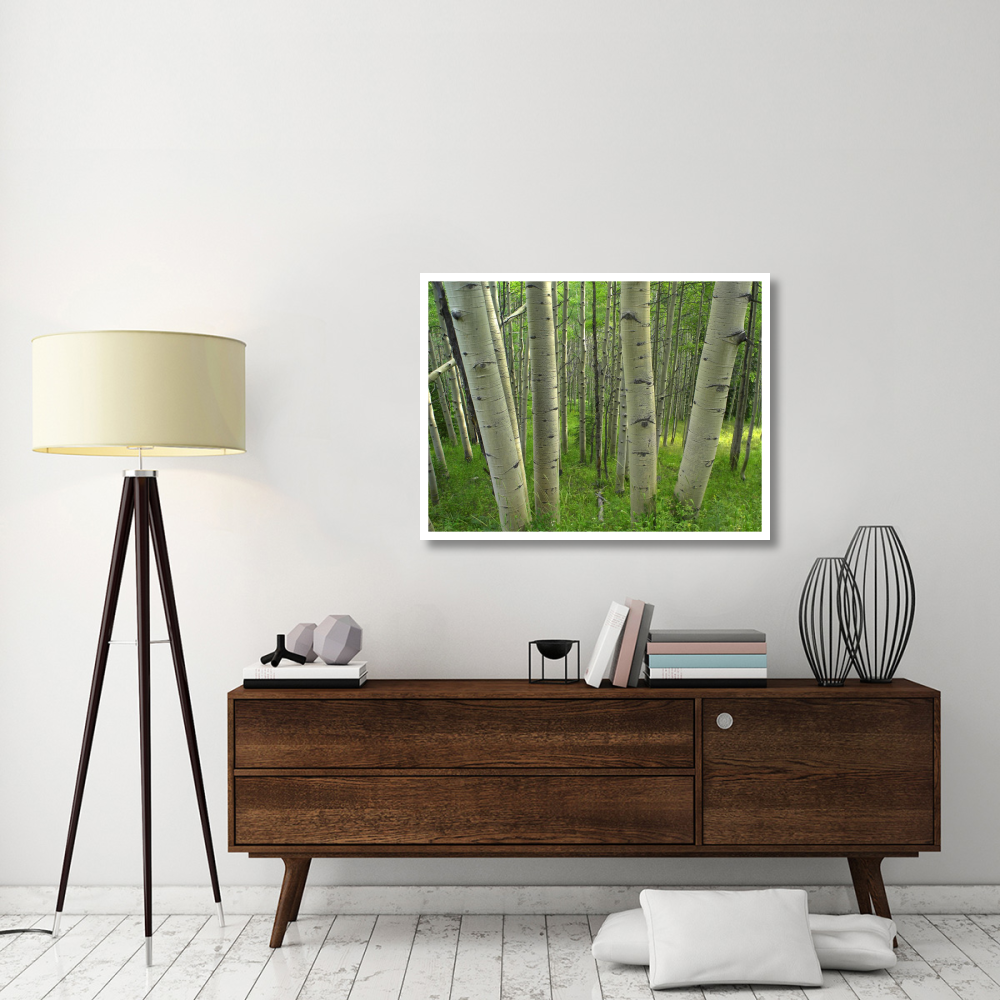 Aspen forest in spring, Gunnison National Forest, Colorado-Paper Art-42&quotx32"
