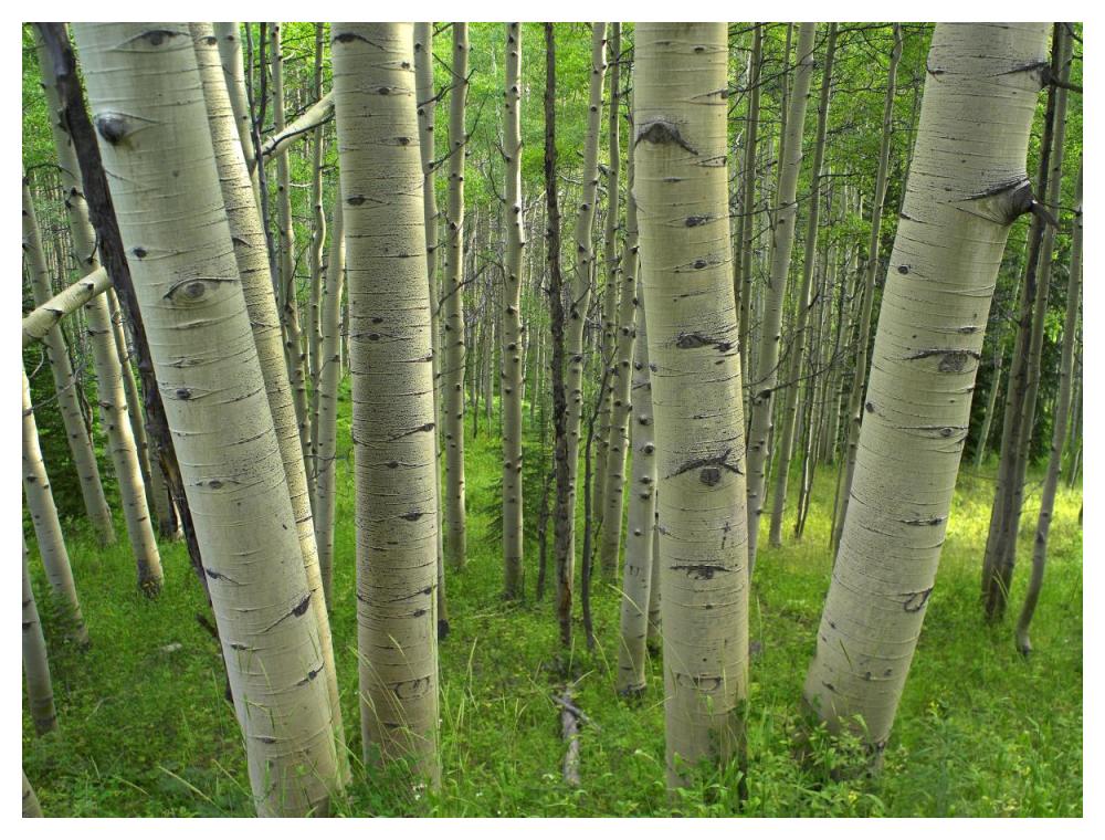 Aspen forest in spring, Gunnison National Forest, Colorado-Paper Art-50"x38"