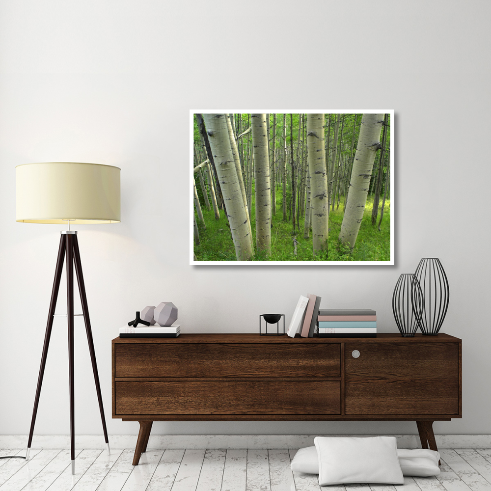 Aspen forest in spring, Gunnison National Forest, Colorado-Paper Art-50&quotx38"