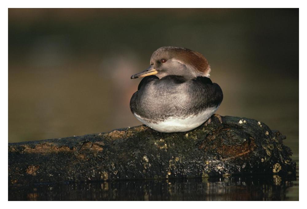 Hooded Merganser female portrait, British Columbia, Canada-Paper Art-20"x14"
