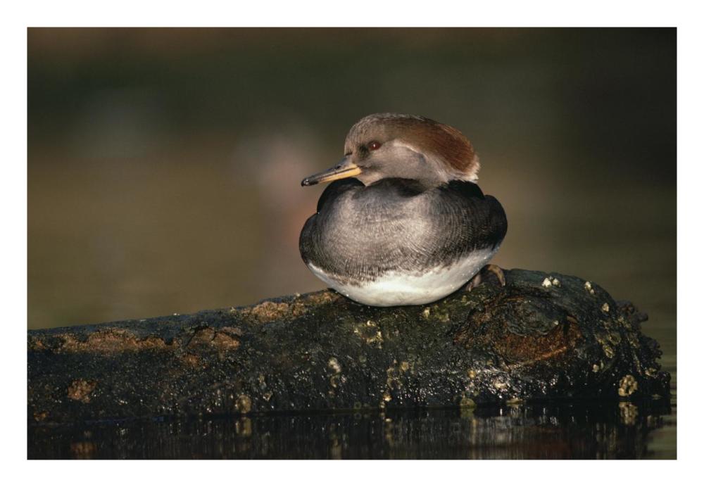 Hooded Merganser female portrait, British Columbia, Canada-Paper Art-26"x18"