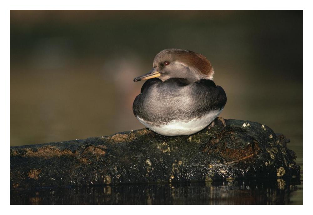 Hooded Merganser female portrait, British Columbia, Canada-Paper Art-32"x22"